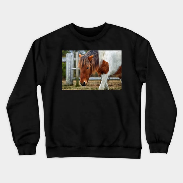 Assateague Pony Susi Sole on Fence Patrol Crewneck Sweatshirt by Swartwout